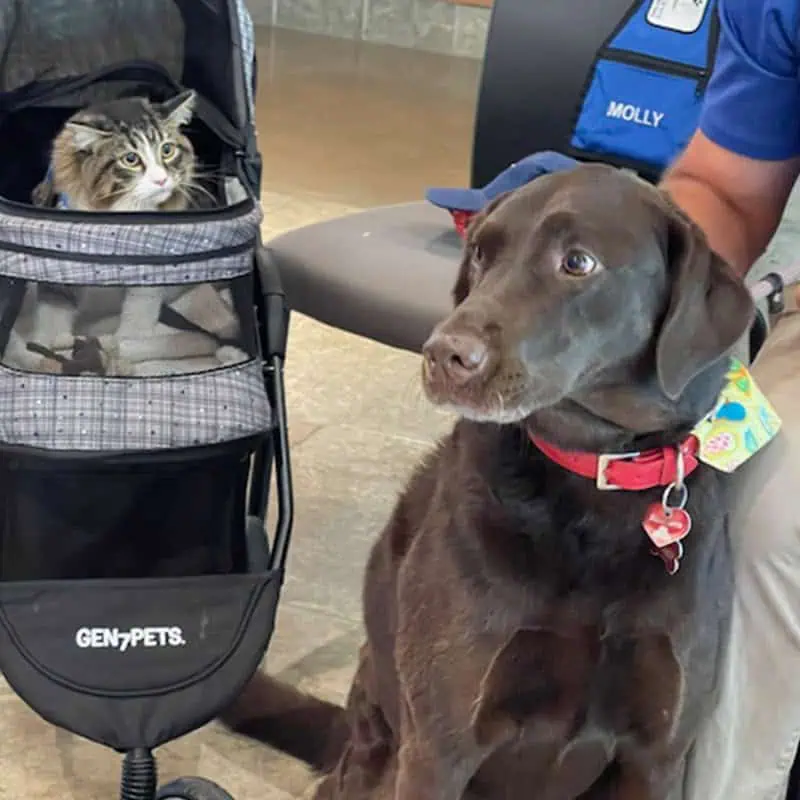Brown lab looking sideways at Gizmo