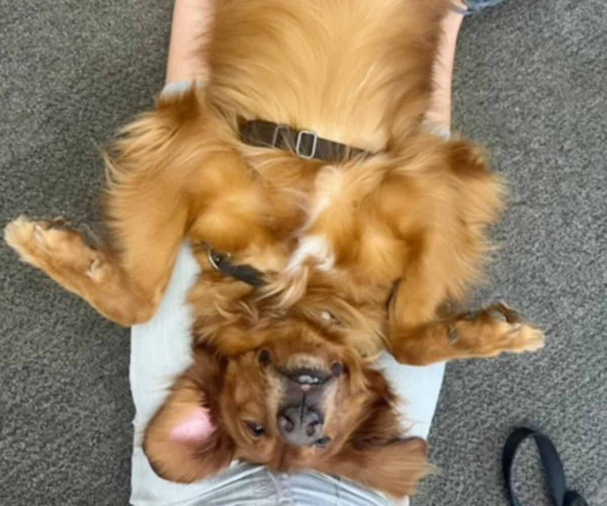 Faithful Paws dog on back