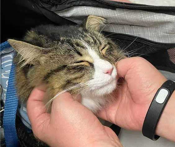 Gizmo head up being petted