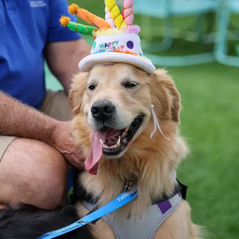 Golden in birthday hat