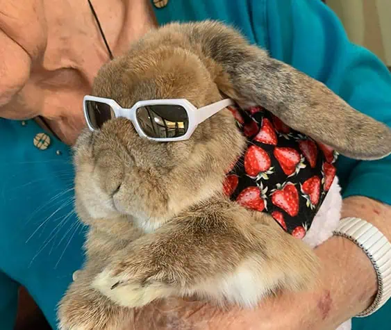 Mr. BoJingles in sunglasses